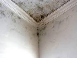  Bay Park, NY Mold Removal & Remediation Pros